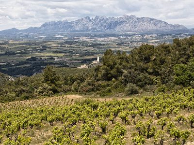 Los mejores vinos veganos by Zoltan Nagy