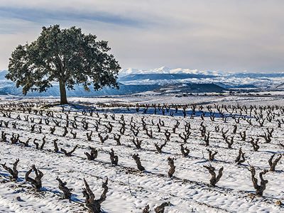 Cada momento en Navidad, tiene su vino