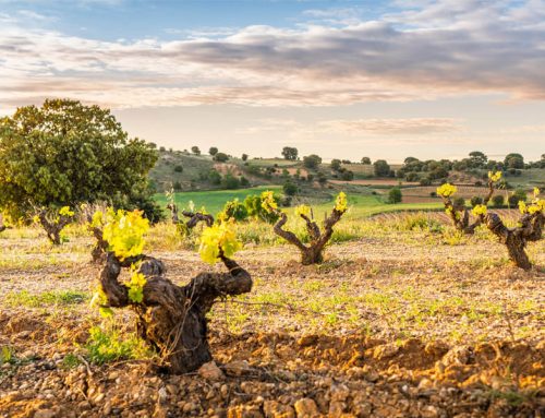 Vinos Rosados españoles: para pasarlo muy bien