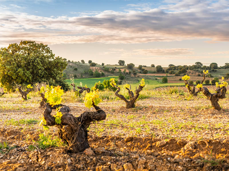 Vinos Rosados españoles: para pasarlo muy bien