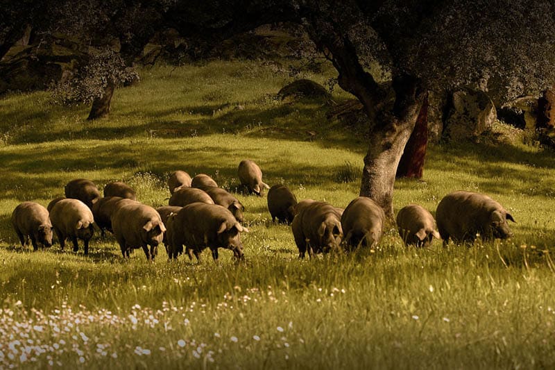 Valle del Pedroche: Paraíso ibérico