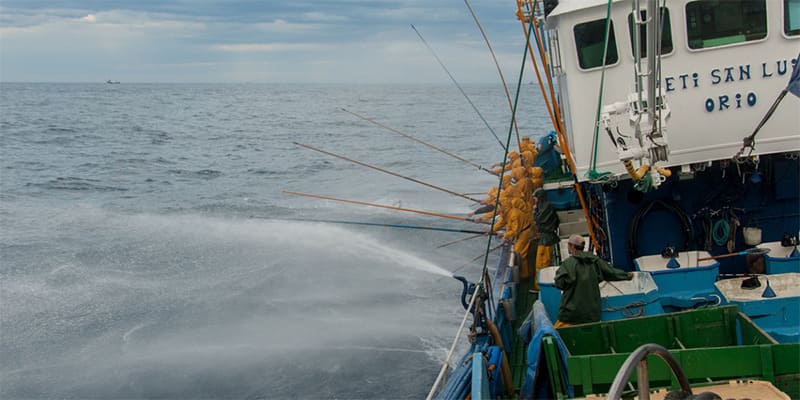 El bonito del norte: el pescado gourmet del cantábrico