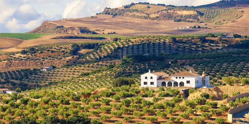 Jaén: la tierra de Aceite de Oliva Virgen Extra