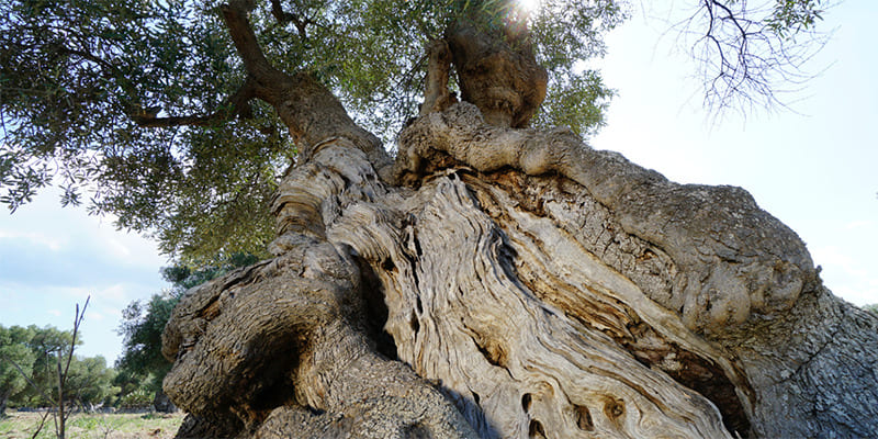 ¿Aceite de oliva ecologico o tradicional?